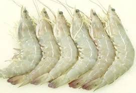 White Tiger Shrimp